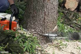 Professional Tree Care in Bunker Hill, IL